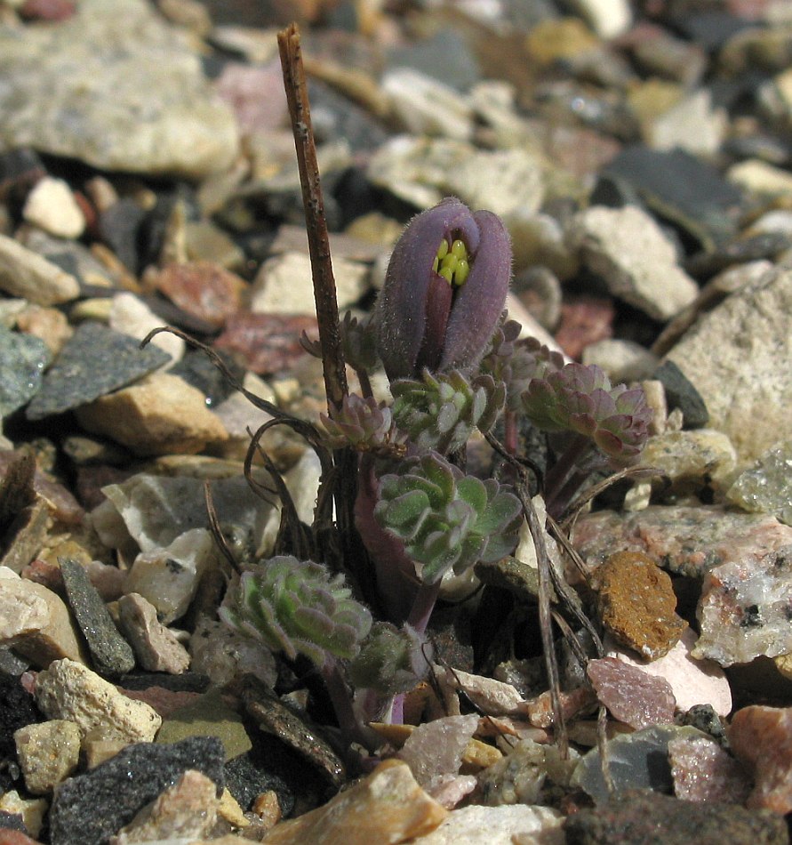 Image of Aquilegia jonesii specimen.