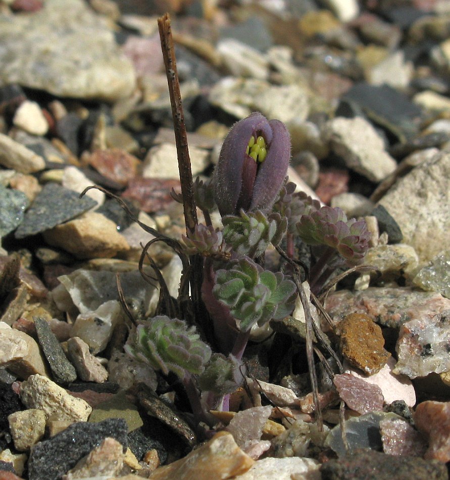 Изображение особи Aquilegia jonesii.