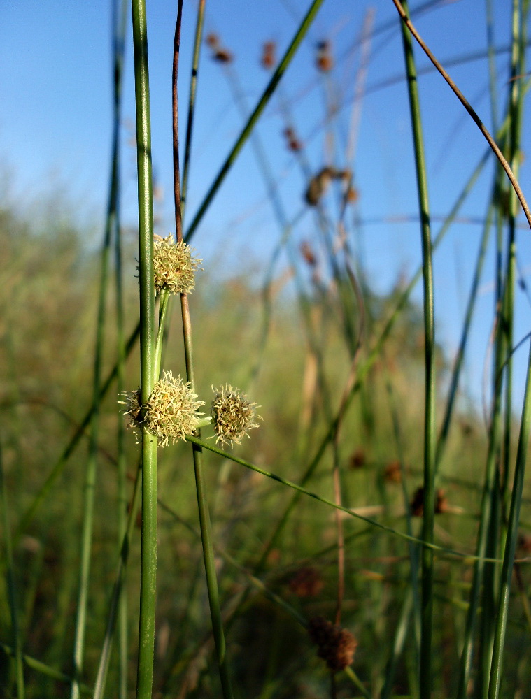 Изображение особи Scirpoides holoschoenus.