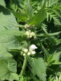 Lamium album