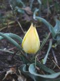 Tulipa julia