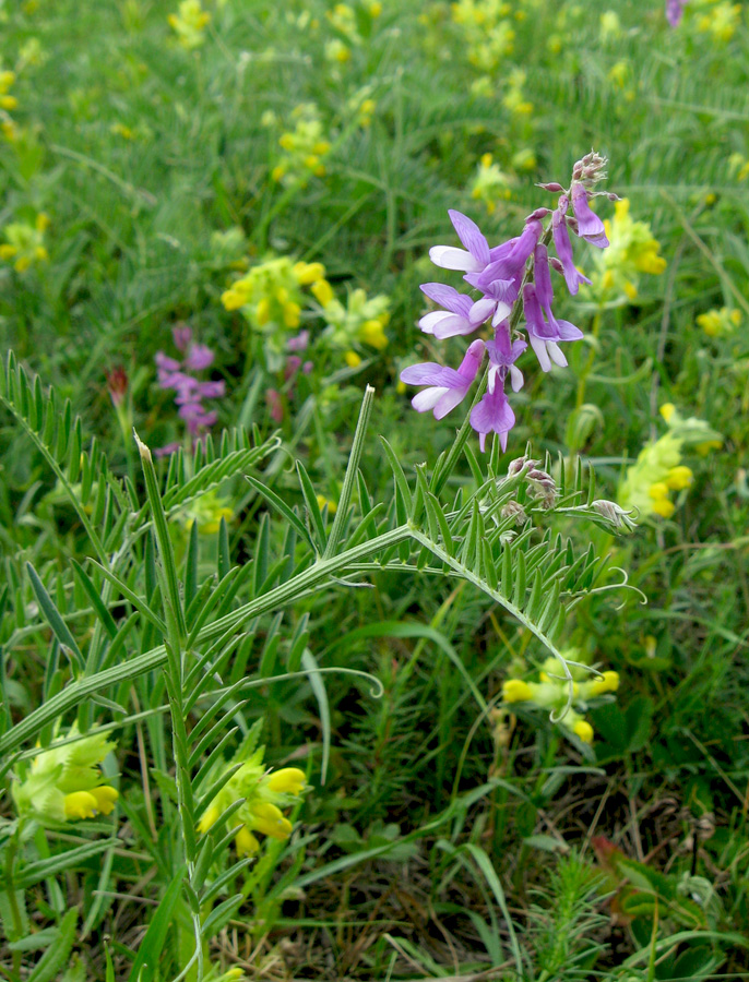 Изображение особи Vicia tenuifolia.