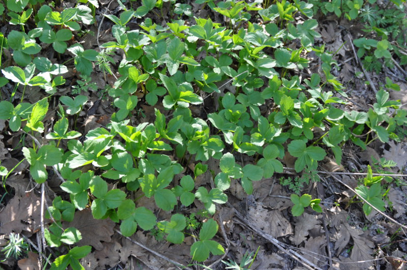 Image of Sanicula europaea specimen.