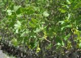Acer ibericum. Ветвь с цветками и молодыми плодами. Армения, Вайоц Дзор, ущелье реки Арпа. 03.05.2013.