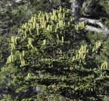 Abies cephalonica