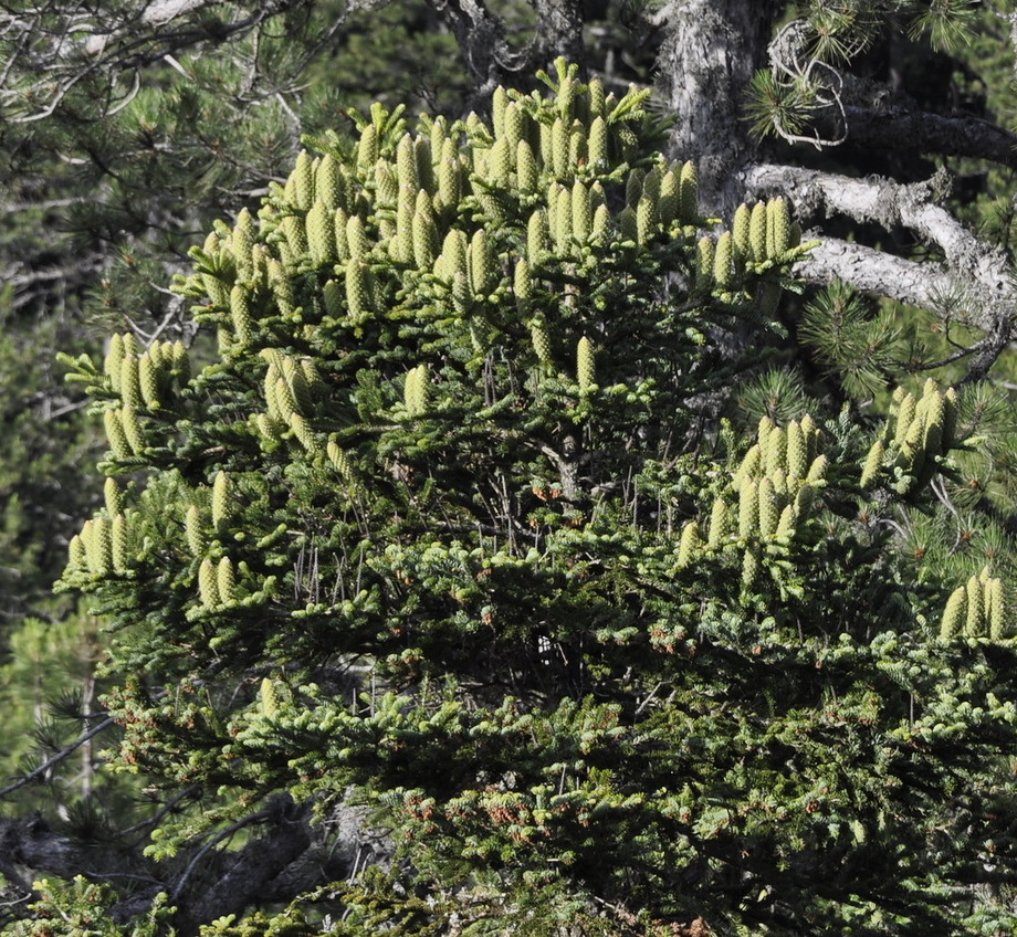 Изображение особи Abies cephalonica.