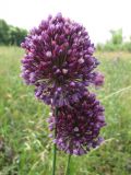 Allium rotundum