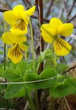 Viola biflora