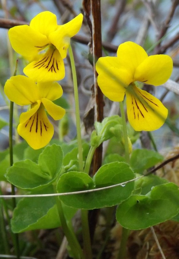 Изображение особи Viola biflora.