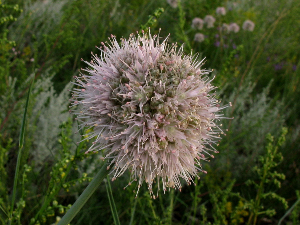 Image of Allium monachorum specimen.