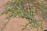 Linaria genistifolia