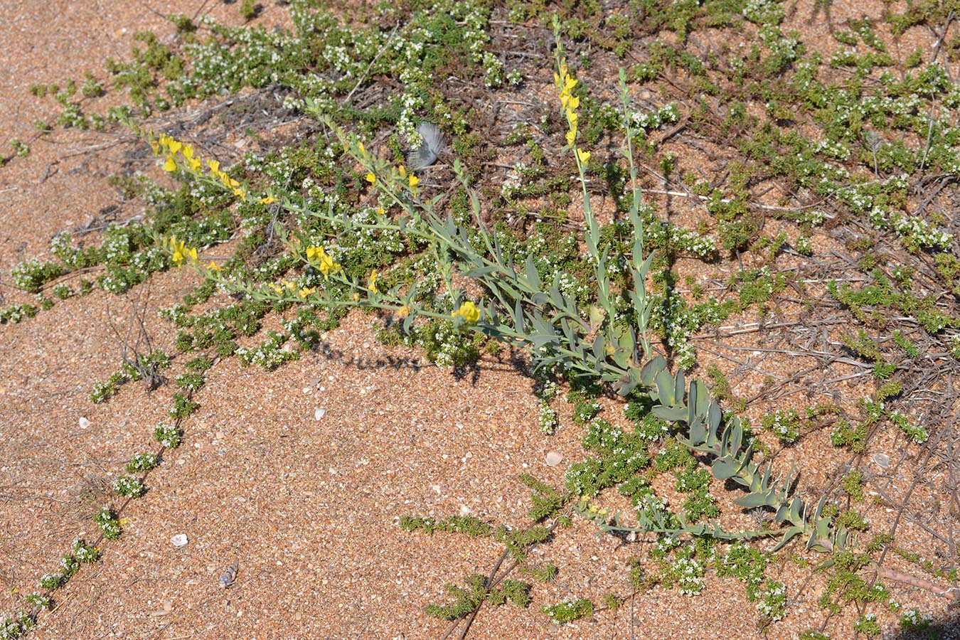 Изображение особи Linaria genistifolia.