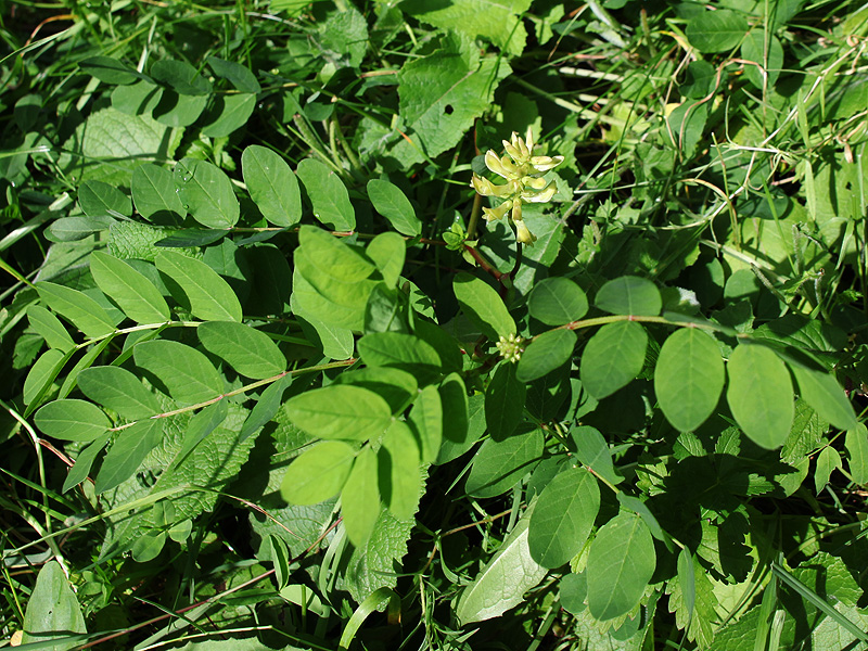 Изображение особи Astragalus glycyphyllos.