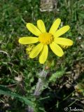 Senecio vernalis