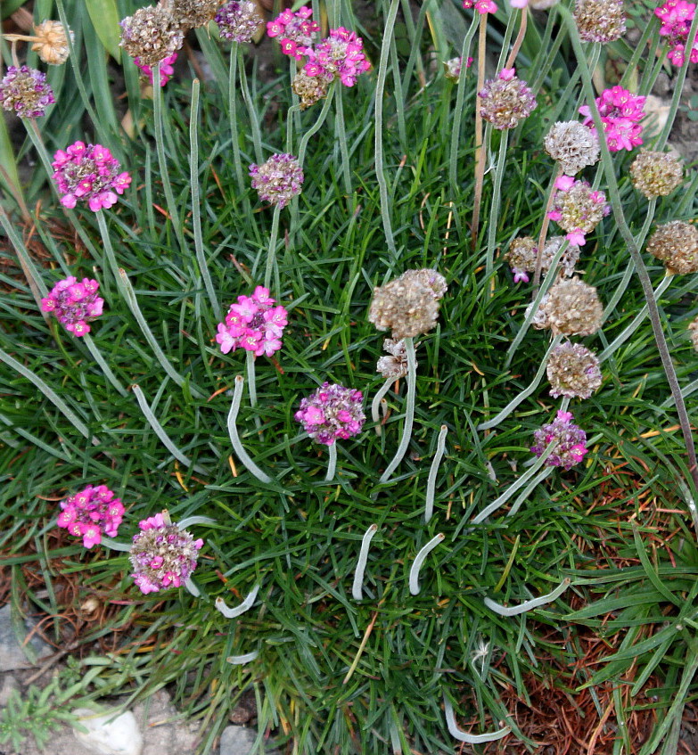 Image of Armeria maritima specimen.