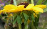 Rudbeckia hirta