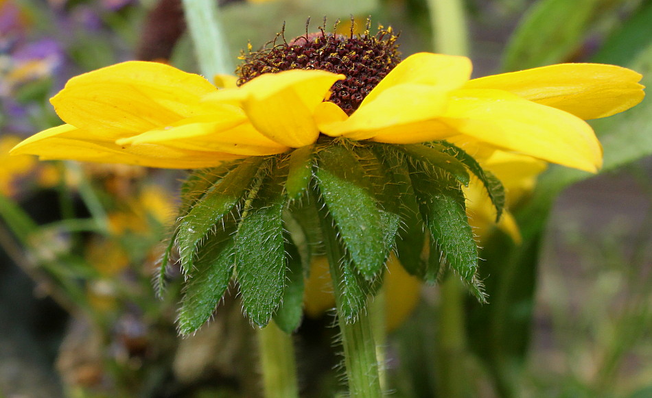 Изображение особи Rudbeckia hirta.