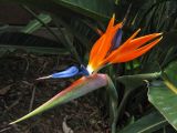 Strelitzia reginae