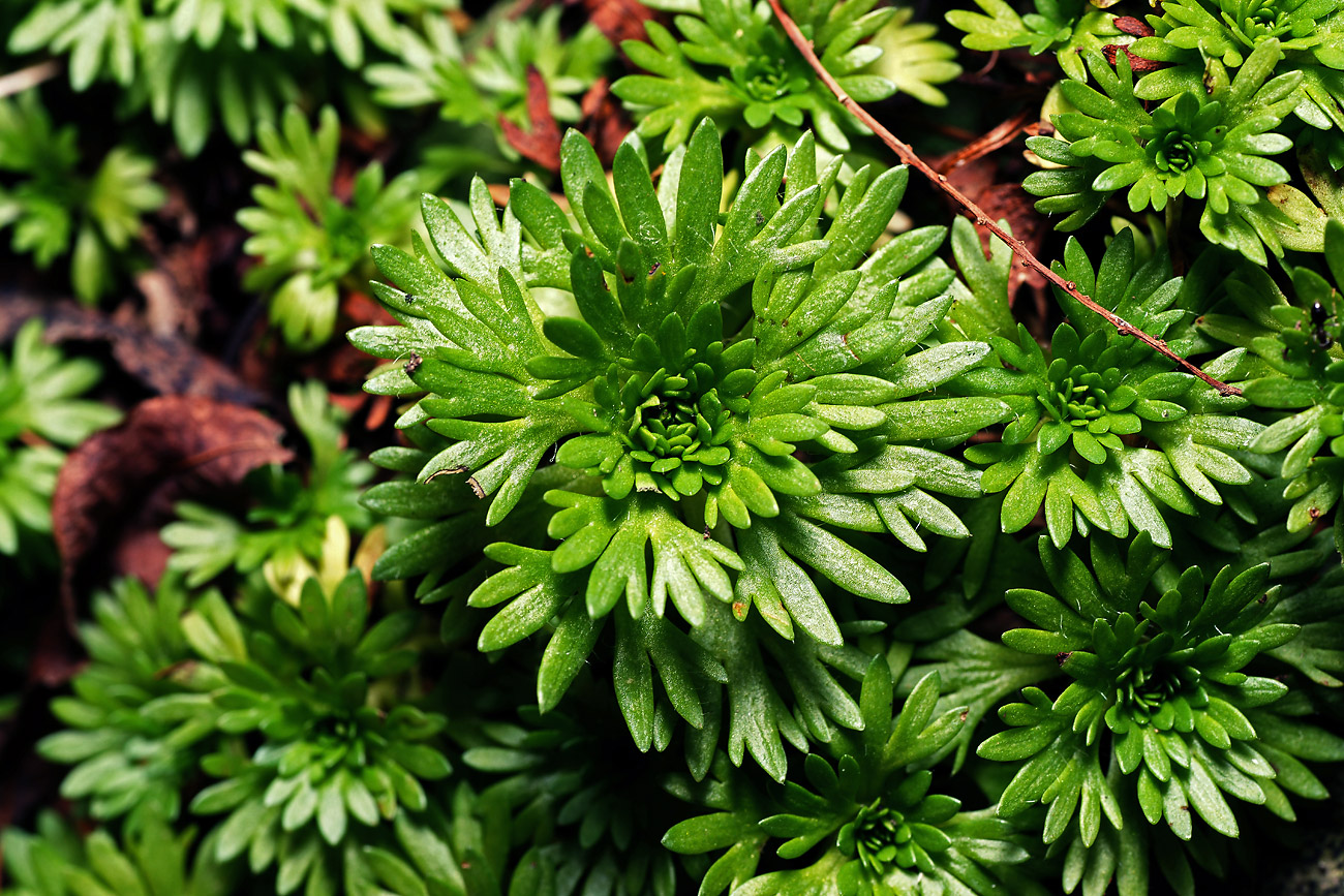 Image of Saxifraga × arendsii specimen.