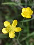 Ranunculus sewerzowii. Цветки. Узбекистан, г. Ташкент, Актепа Юнусабадская. 21.04.2013.