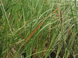 Typha domingensis