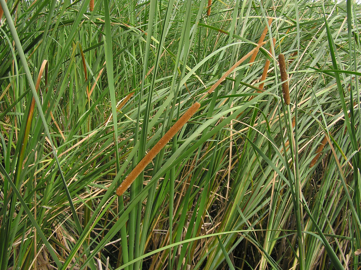 Изображение особи Typha domingensis.