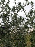 Carthamus × turkestanicus
