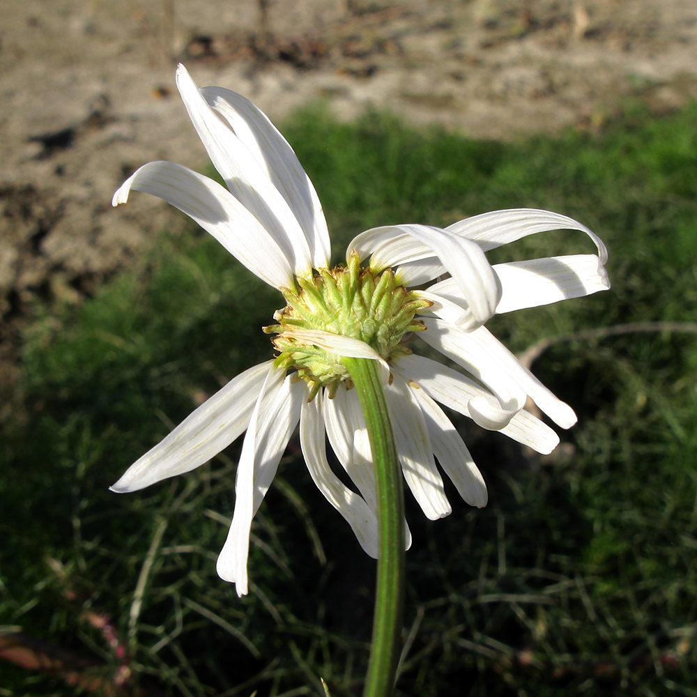 Image of Tripleurospermum inodorum specimen.