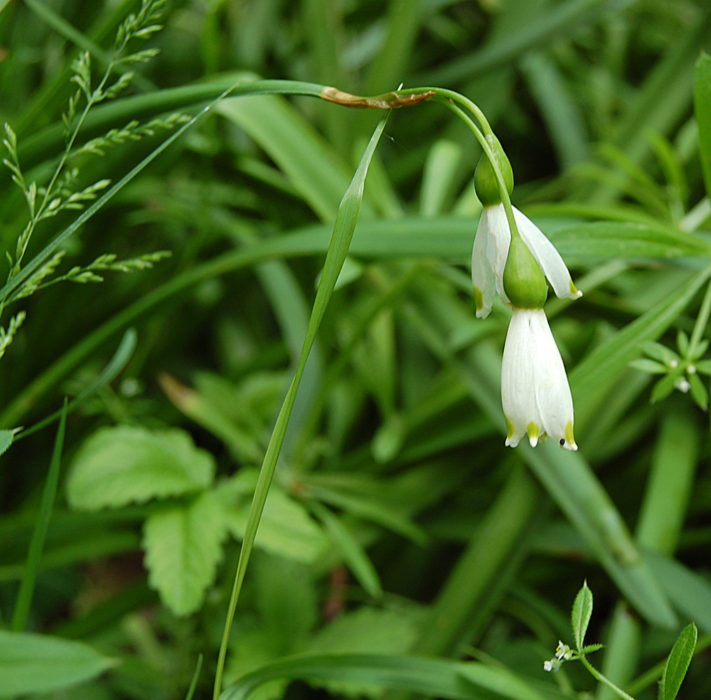 Изображение особи Leucojum aestivum.