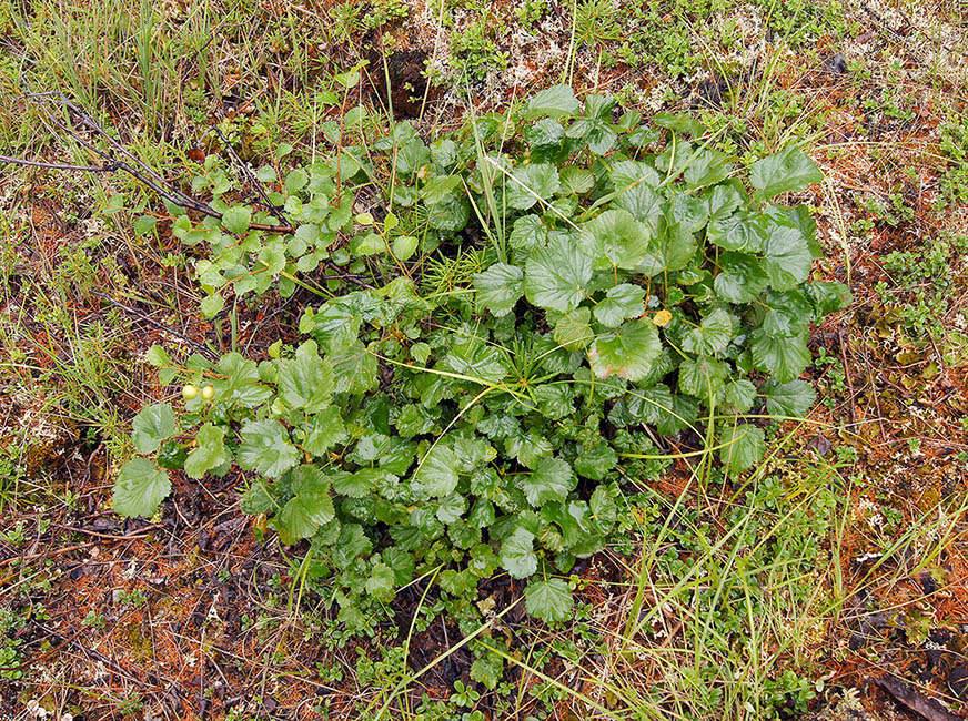 Image of Ribes fragrans specimen.