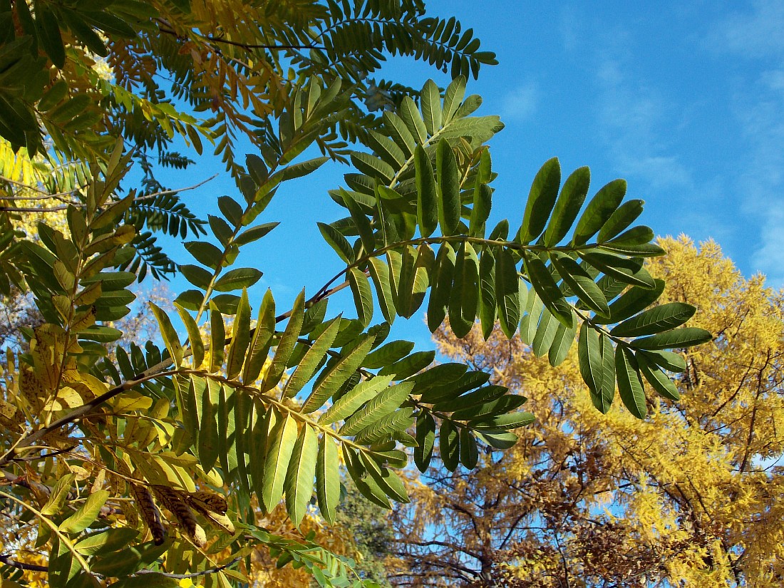 Изображение особи Pterocarya stenoptera.