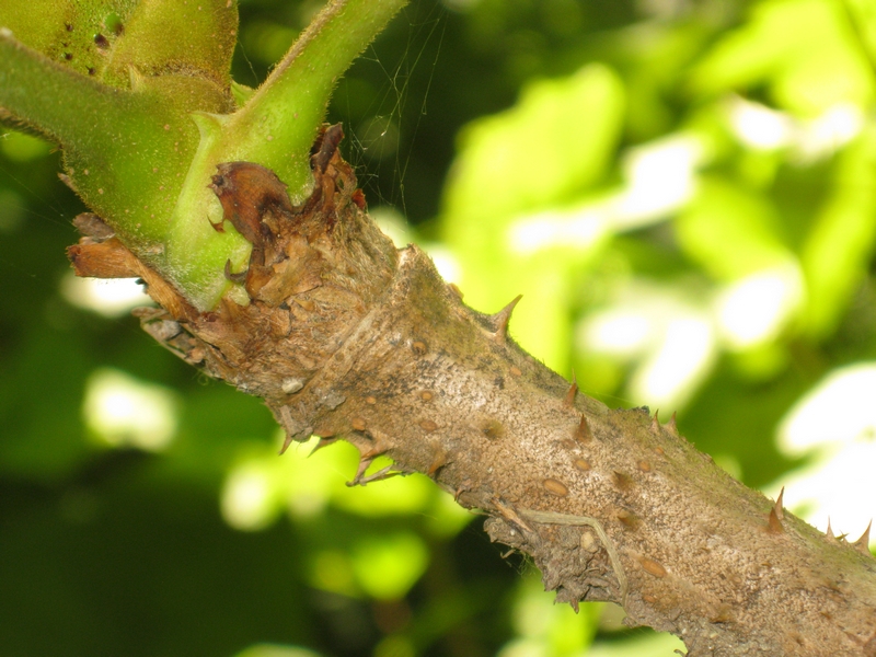 Изображение особи Aralia elata.