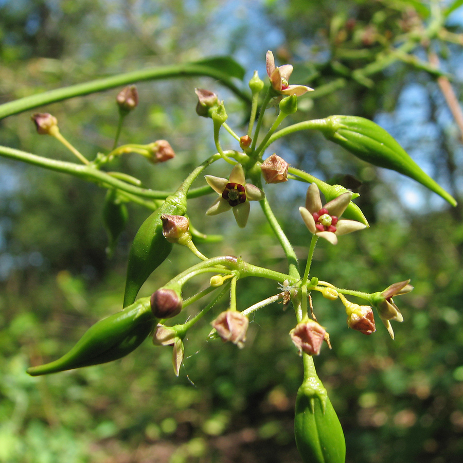 Изображение особи Vincetoxicum rossicum.