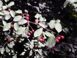 genus Cotoneaster