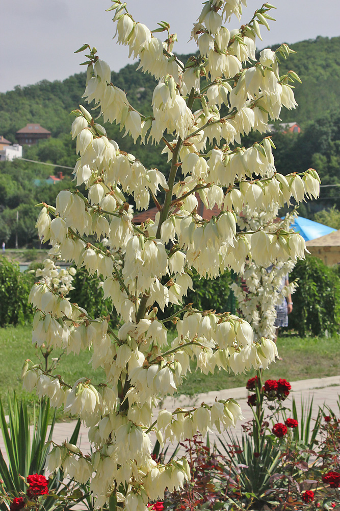 Изображение особи Yucca filamentosa.