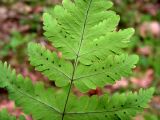 Gymnocarpium dryopteris. Часть вайи с сорусами (вид снизу). Хабаровский край, Ванинский р-н, ельник зеленомошный в верховьях р. Левая Утэ. 21.07.2013.