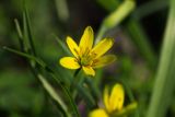 Gagea lutea