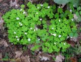 Oxalis acetosella