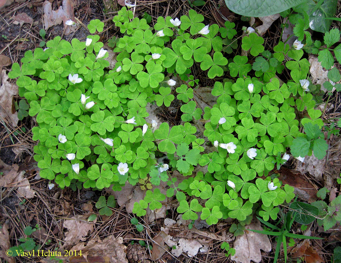 Image of Oxalis acetosella specimen.