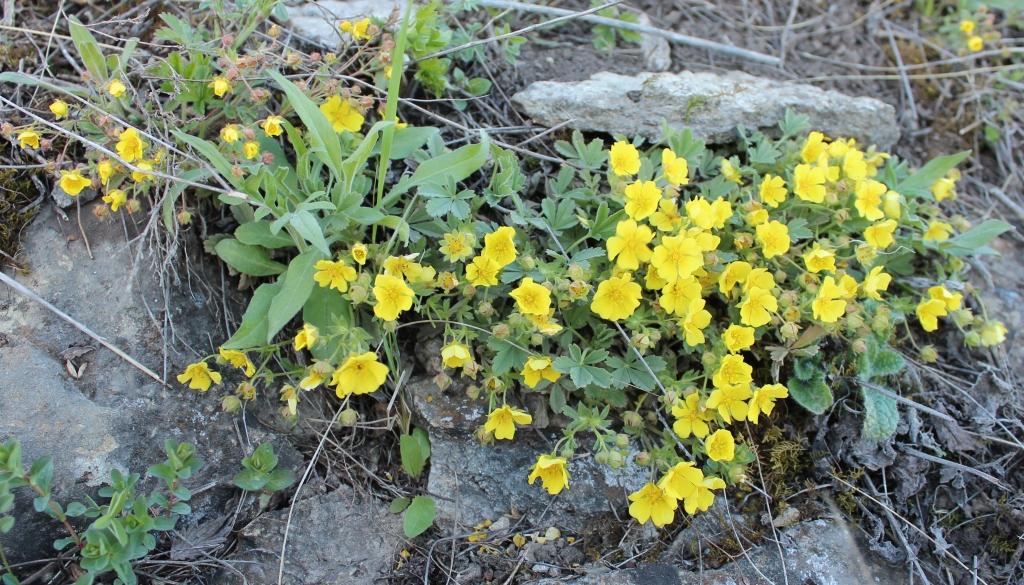 Image of Potentilla incana specimen.