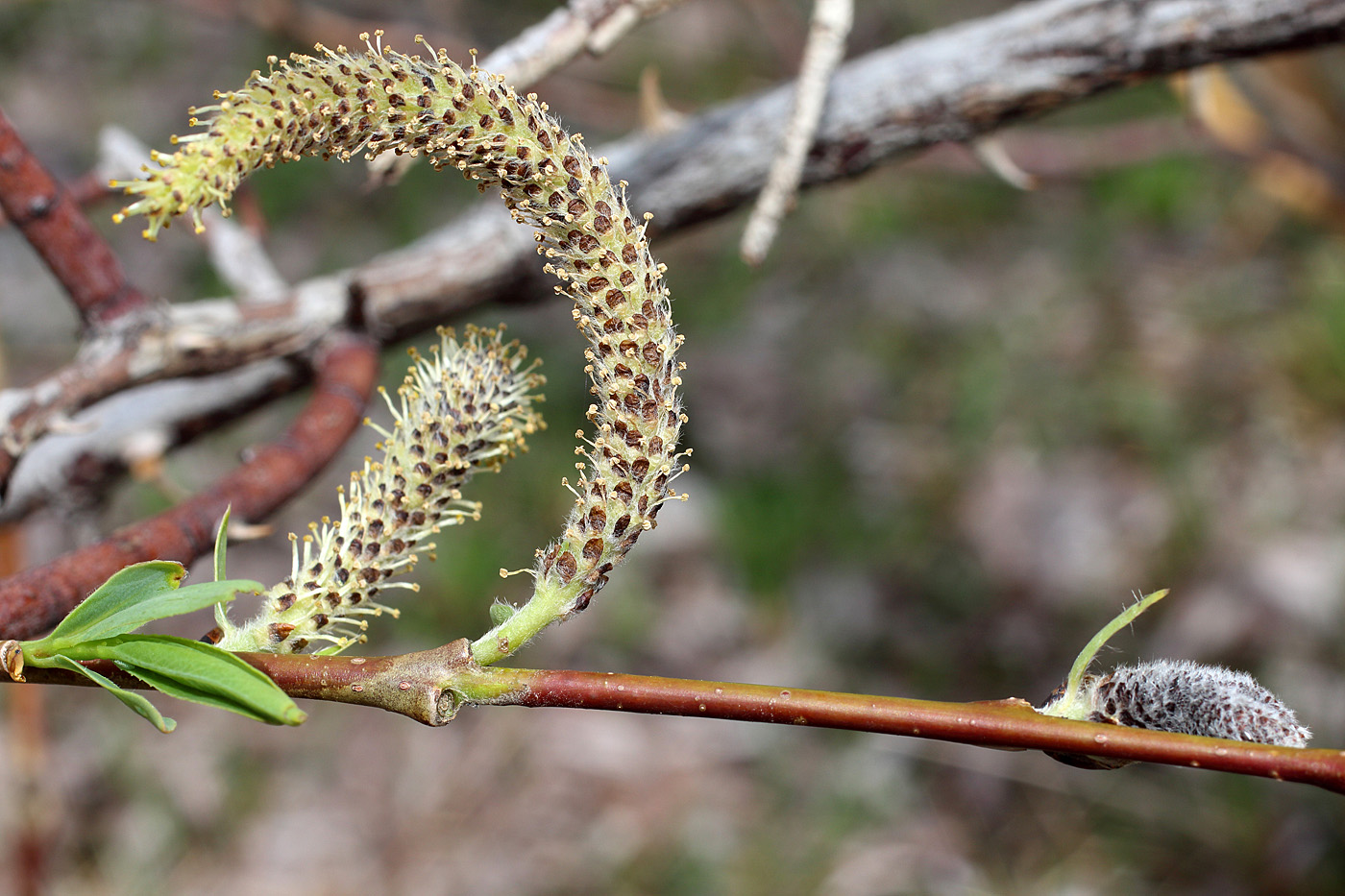 Изображение особи Salix pycnostachya.