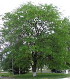 Gleditsia triacanthos