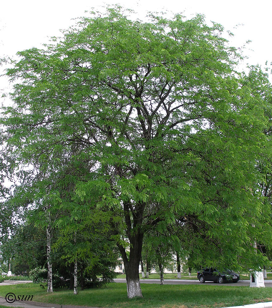 Image of Gleditsia triacanthos specimen.