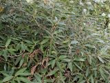 Osmanthus decorus. Часть кроны взрослого растения. Германия, г. Дюссельдорф, Ботанический сад университета. 04.05.2014.