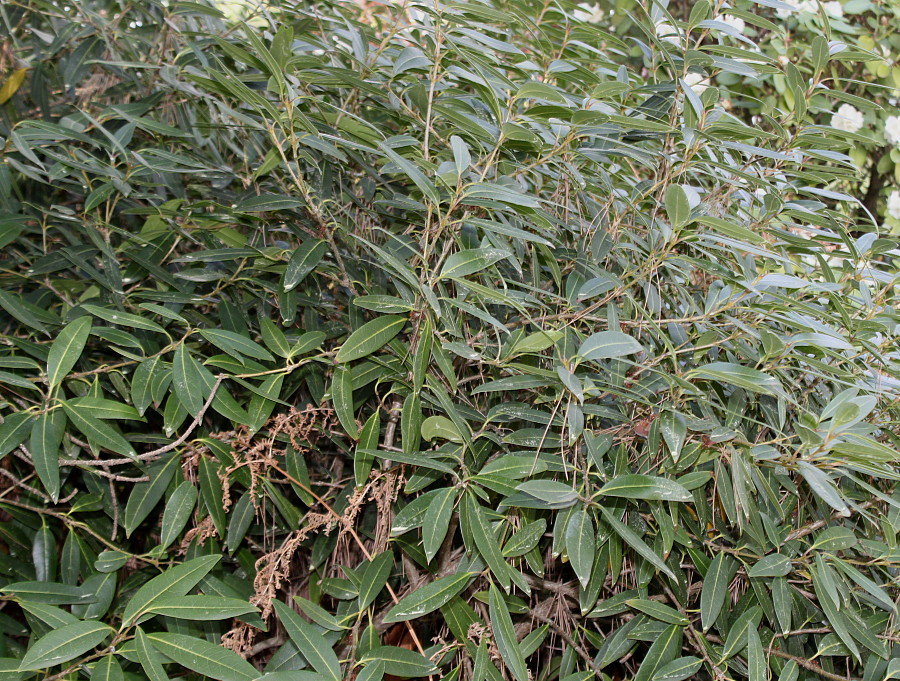 Image of Osmanthus decorus specimen.