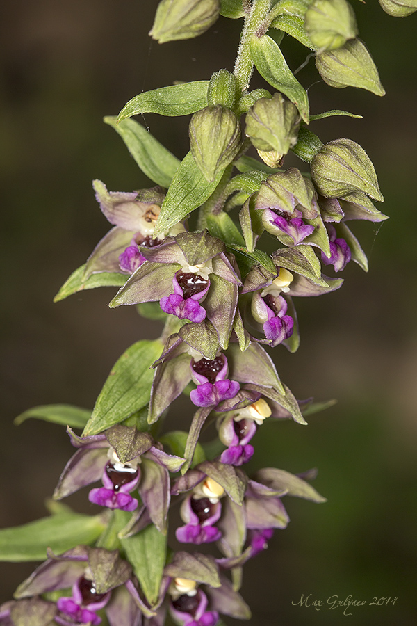 Изображение особи Epipactis helleborine.