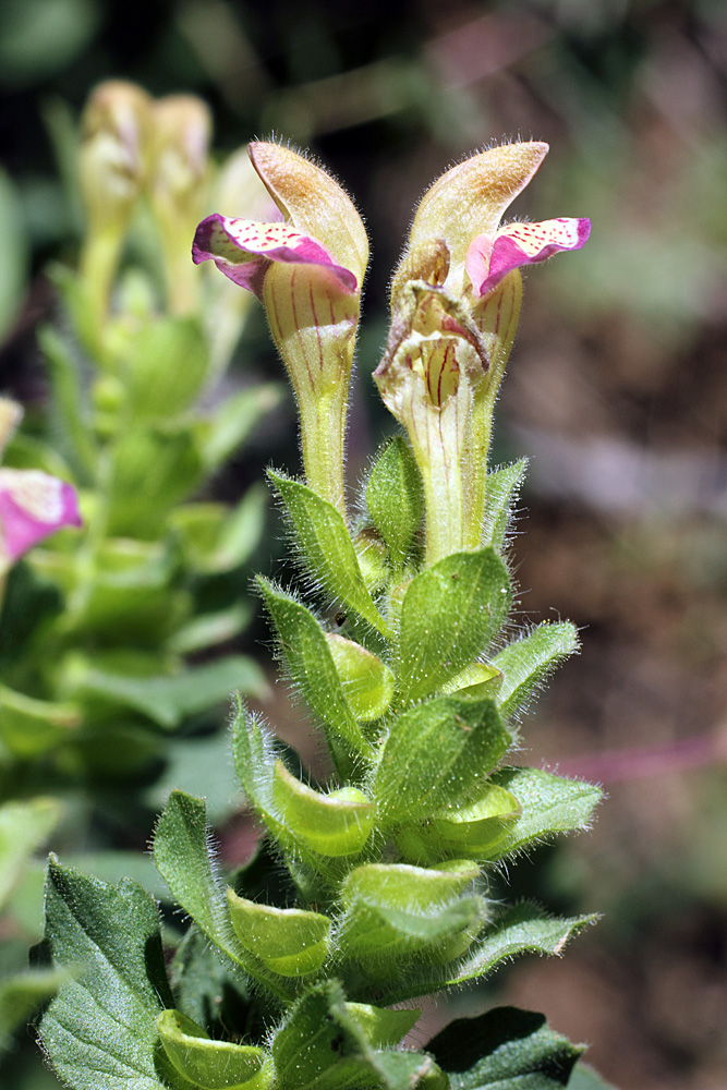 Image of Scutellaria adsurgens specimen.