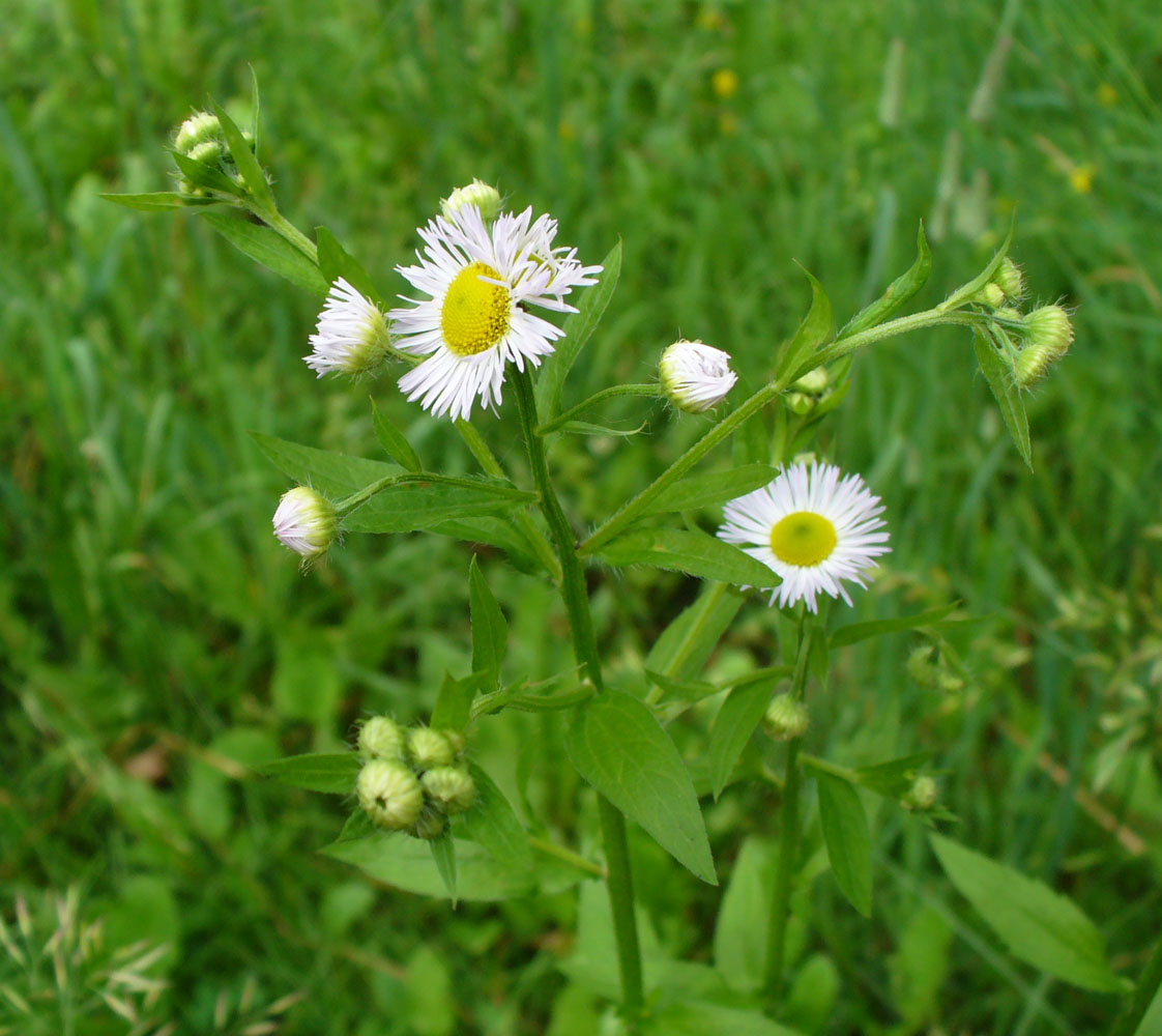 Image of Erigeron annuus specimen.