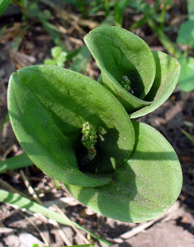 Image of Listera ovata specimen.