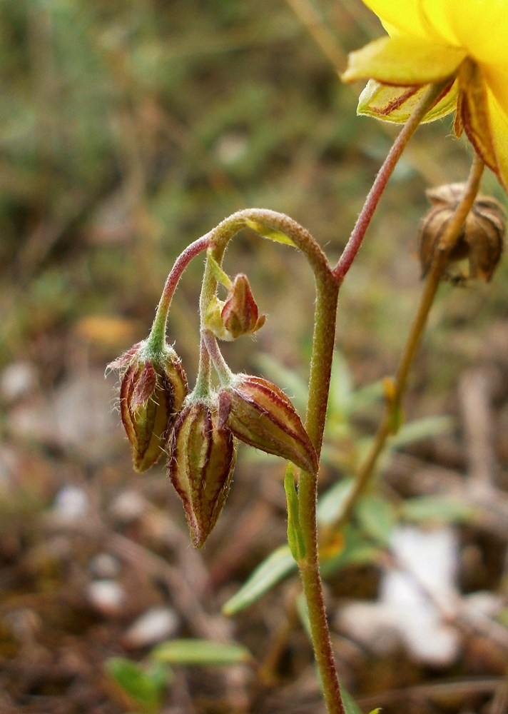 Image of Helianthemum grandiflorum specimen.